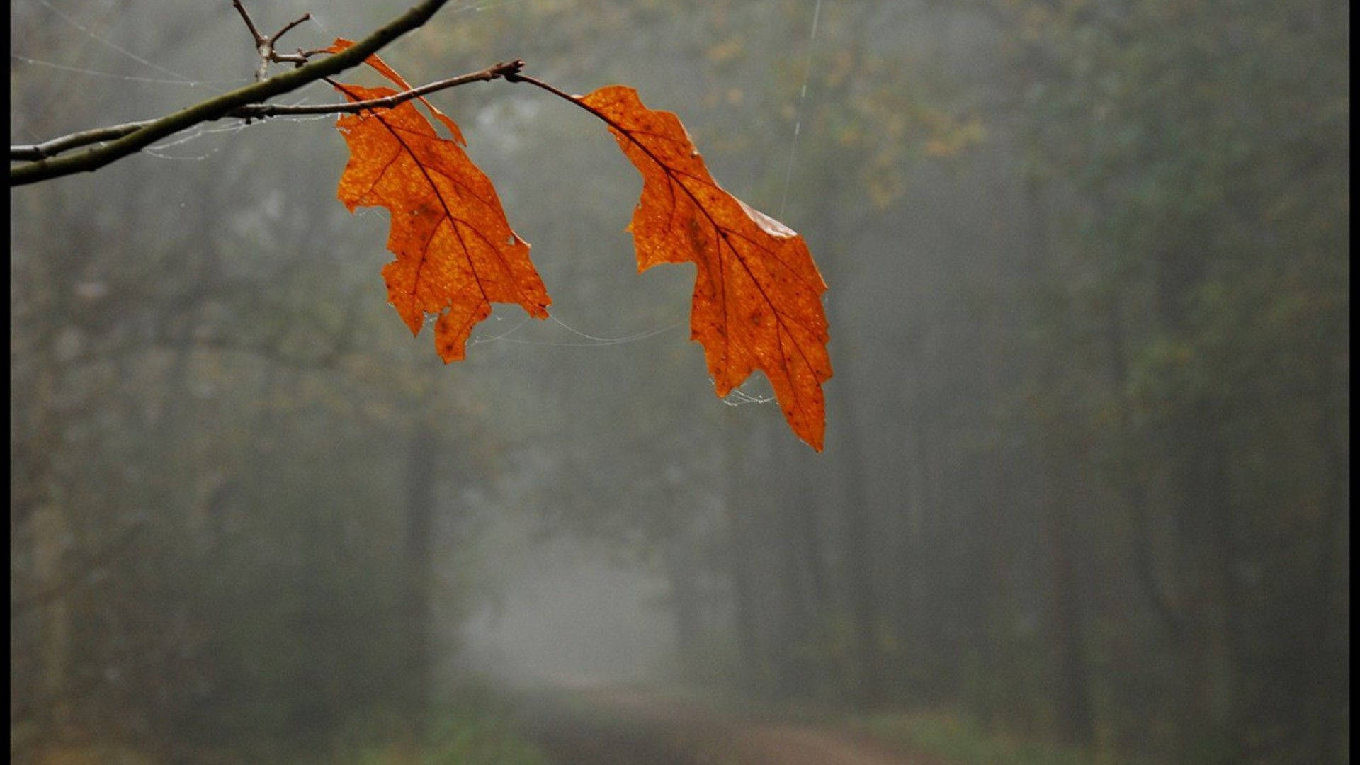 Fog blankets the Autumn landscape of orange leaves in November Wallpaper
