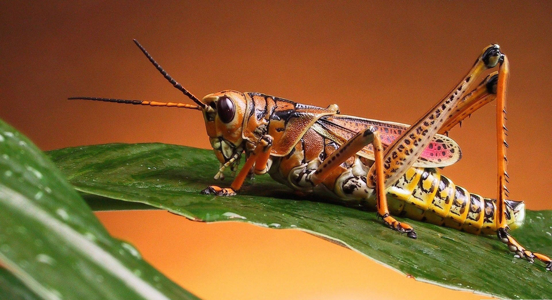 Orange-Legged Grasshopper Wallpaper