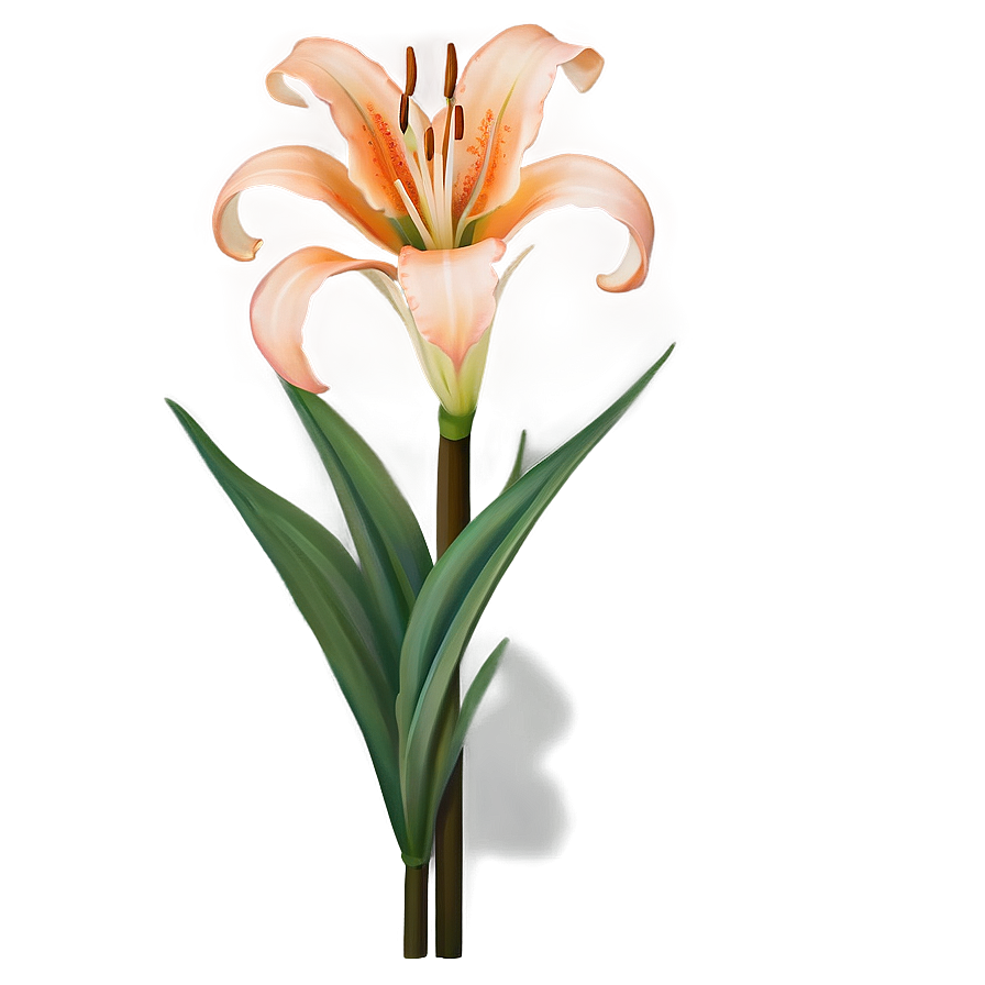 Orange Lily Elegance Png 13 PNG