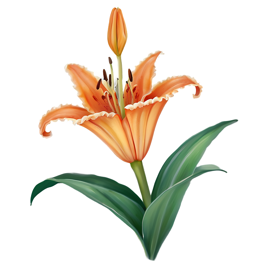 Orange Lily Elegance Png Rhp49 PNG