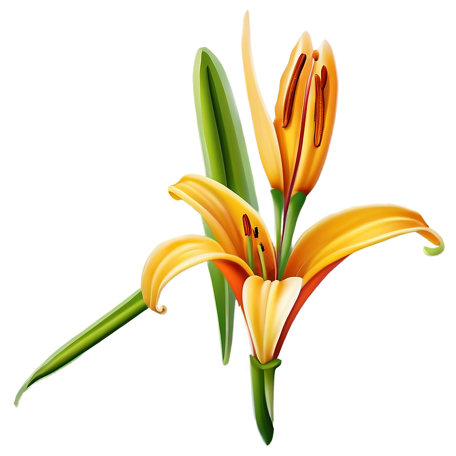 Orange Lily Flower Png 06272024 PNG