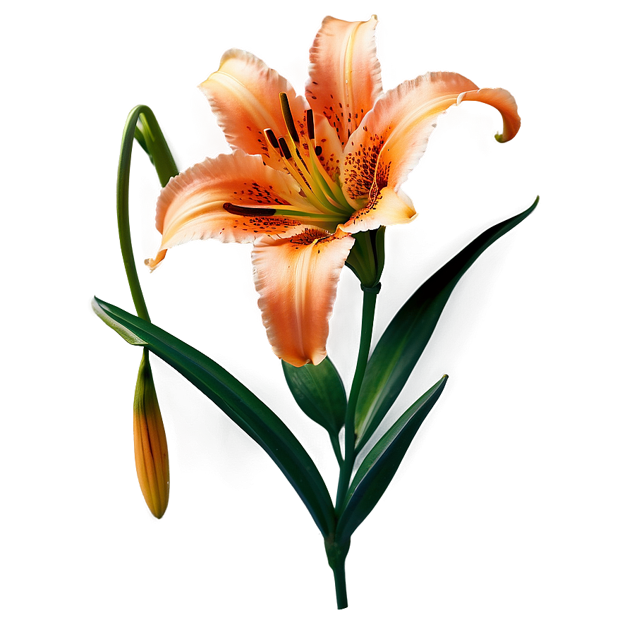 Orange Lily Flower Png 99 PNG