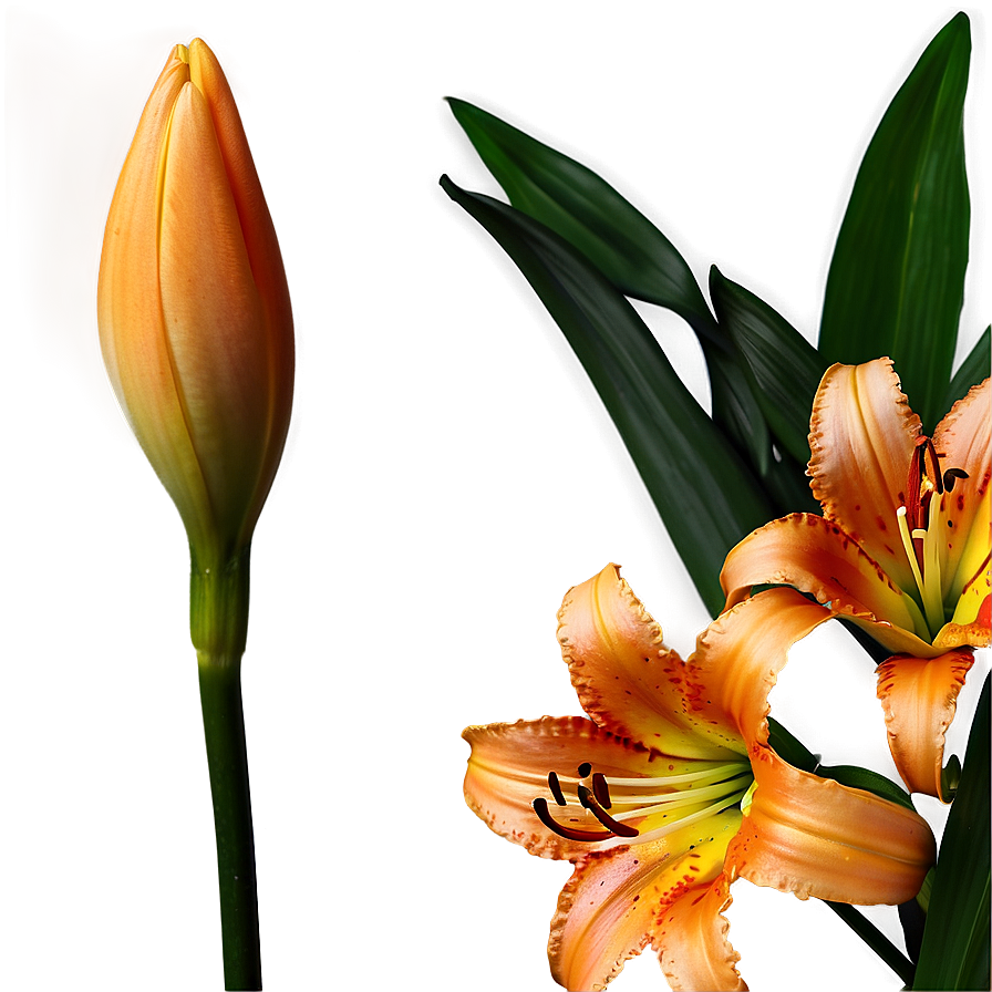Orange Lily Flower Png Jwm PNG