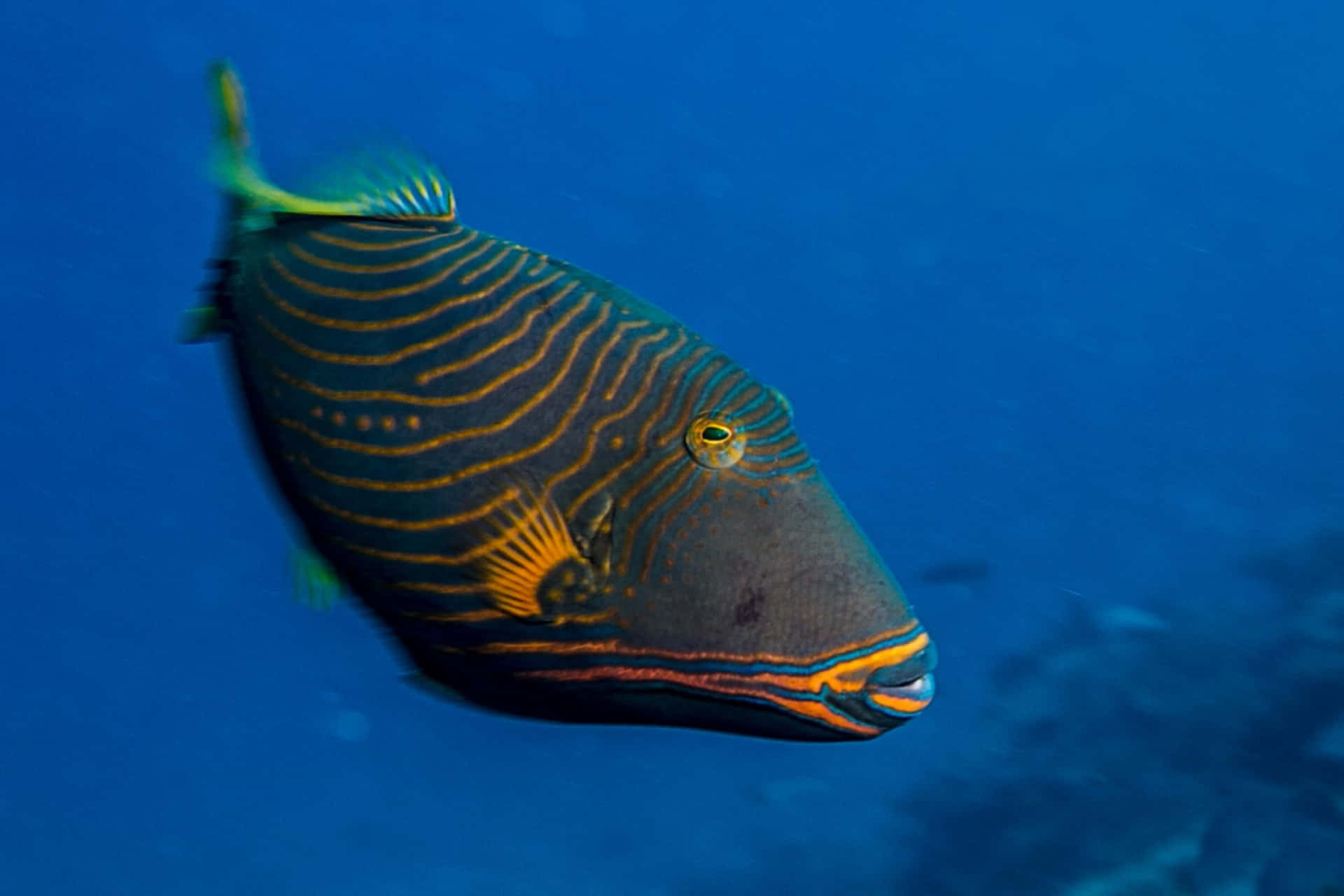 Ikan Triggerfish Garis Oranye Berenang Wallpaper