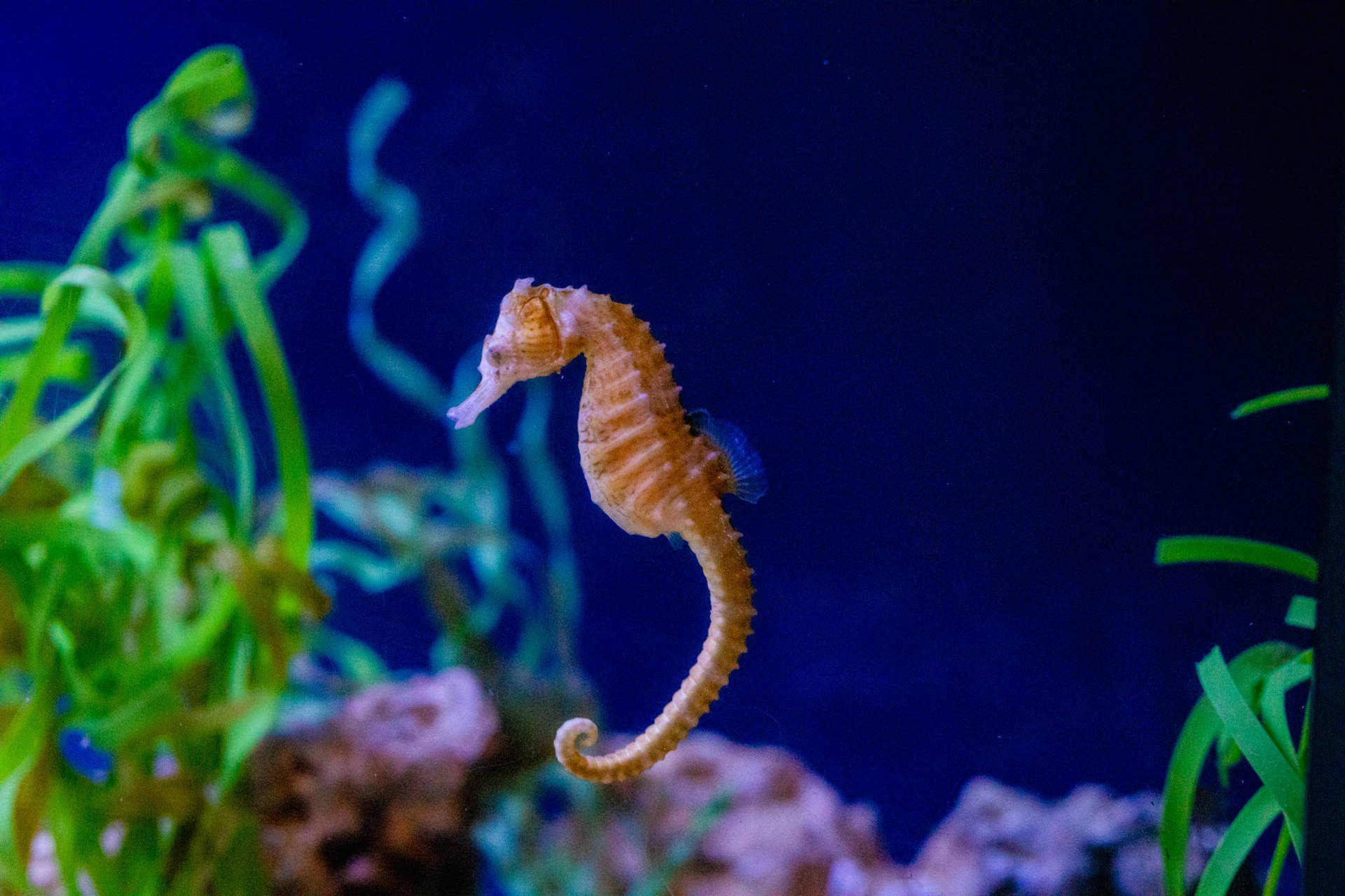 10 Seahorse HD Wallpapers and Backgrounds
