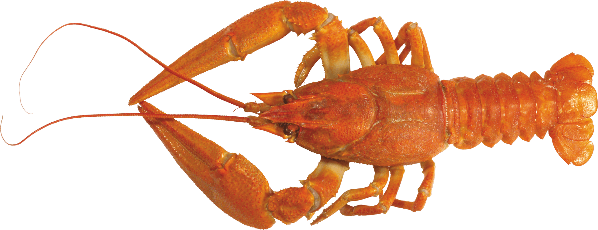 Orange Lobster Isolated Background PNG