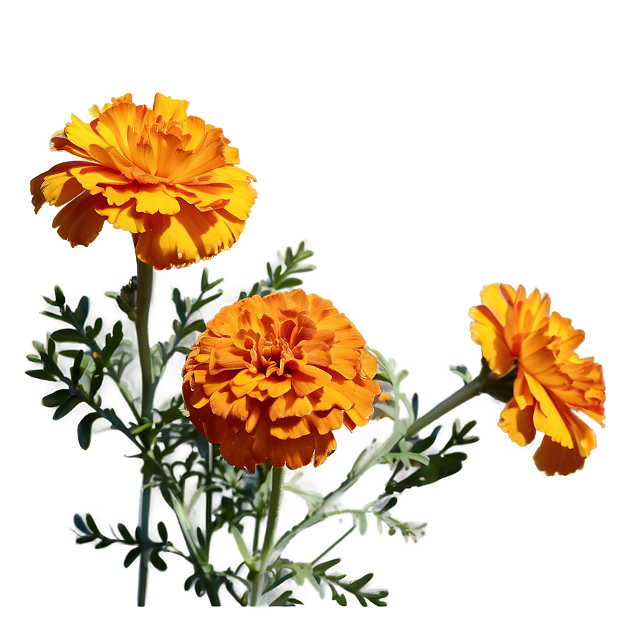 Orange Marigolds Bloom Png 06132024 PNG