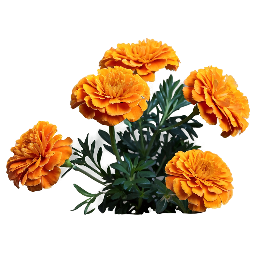 Orange Marigolds Bloom Png Hti PNG