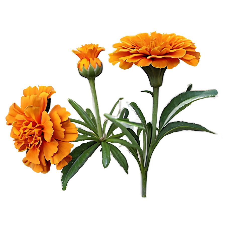 Orange Marigolds Bloom Png Tph82 PNG