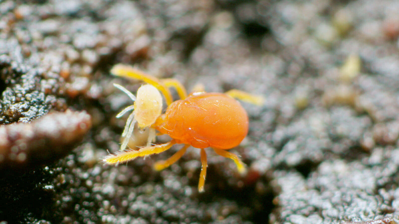 Orange Mite Closeup Wallpaper