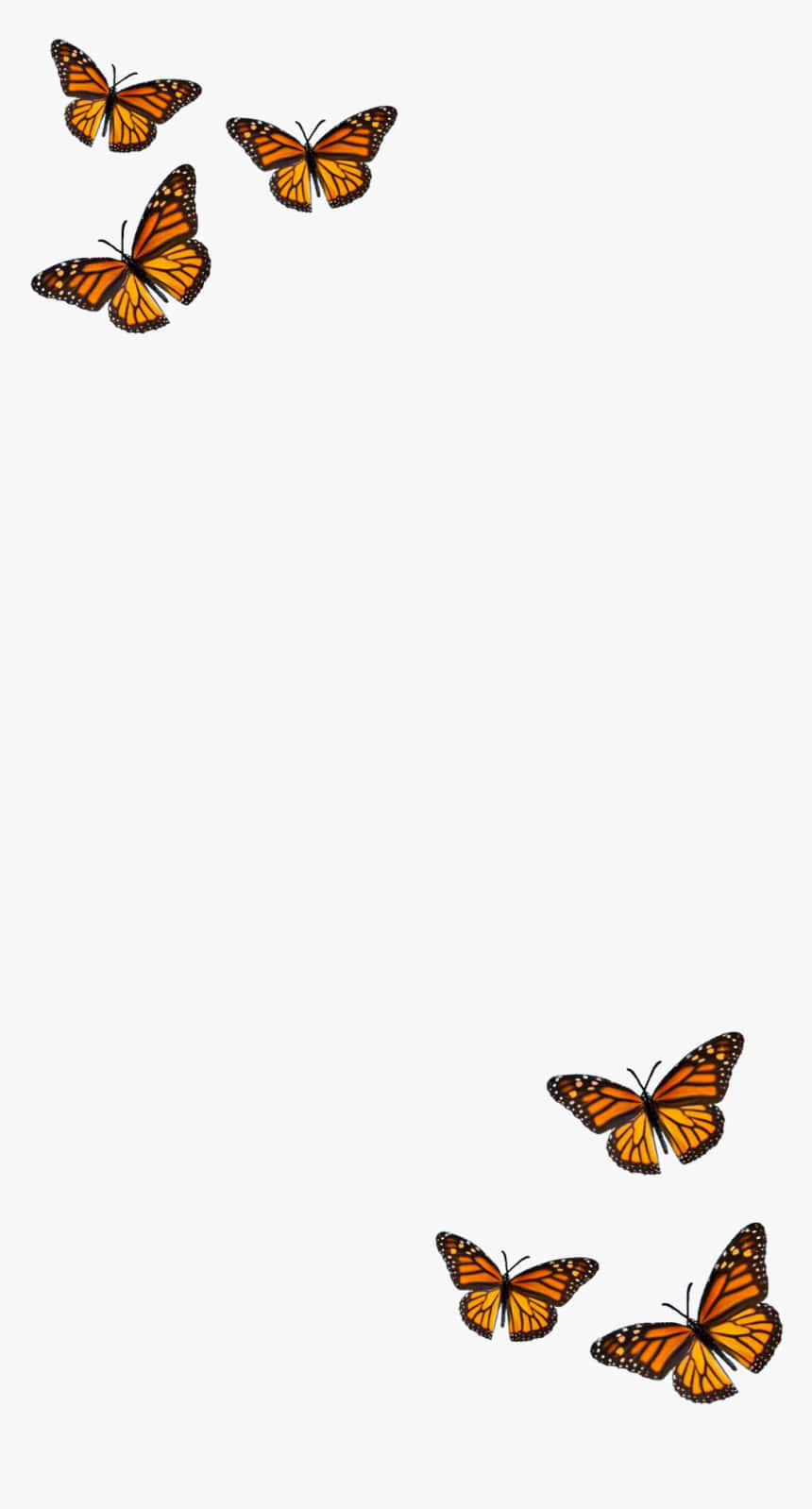 Orange Monark sommerfugle Hvid Plakat Tapet Wallpaper