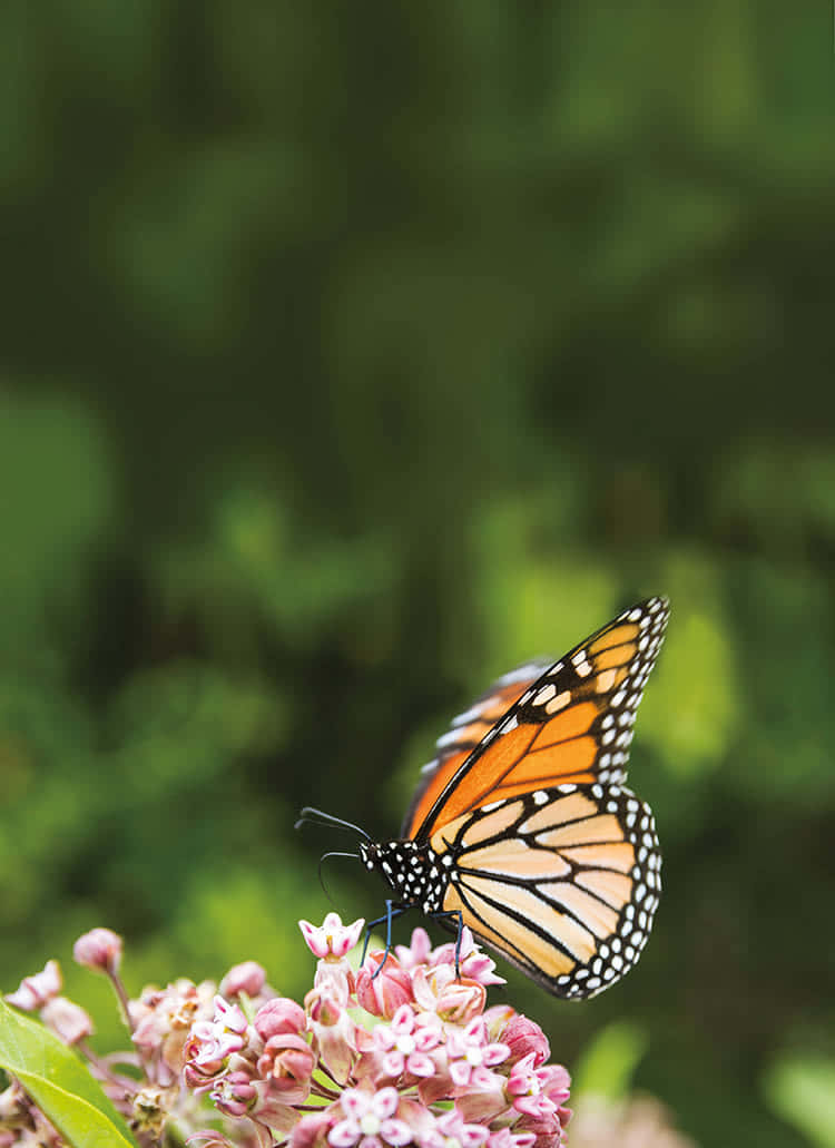 Orange Monarch Butterfly On Pink Milkweed Flower Wallpaper