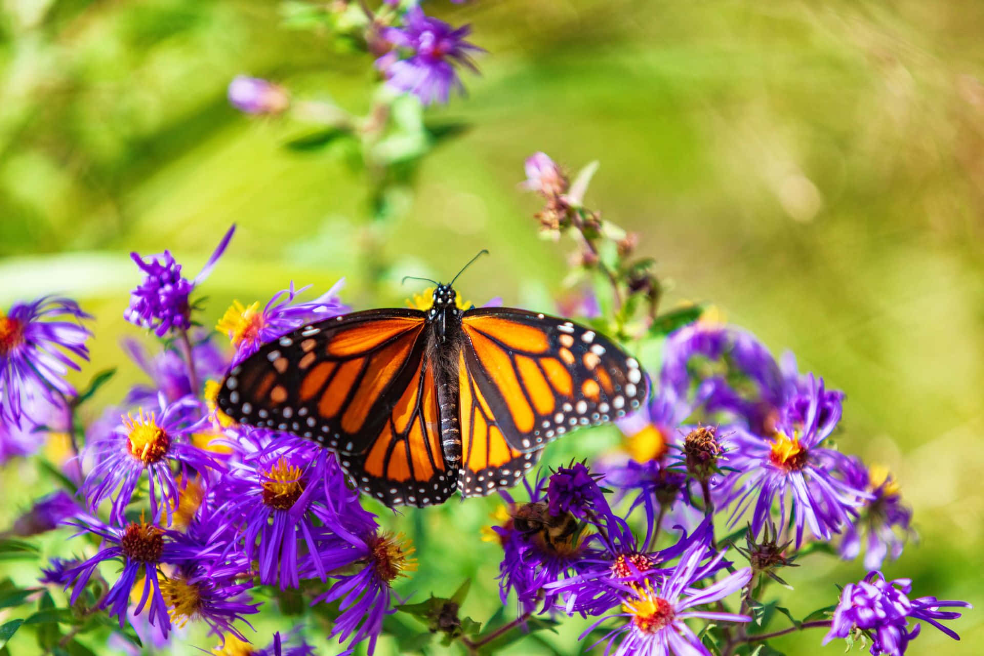 Orange Monarch Butterfly On Purple Asters Wallpaper