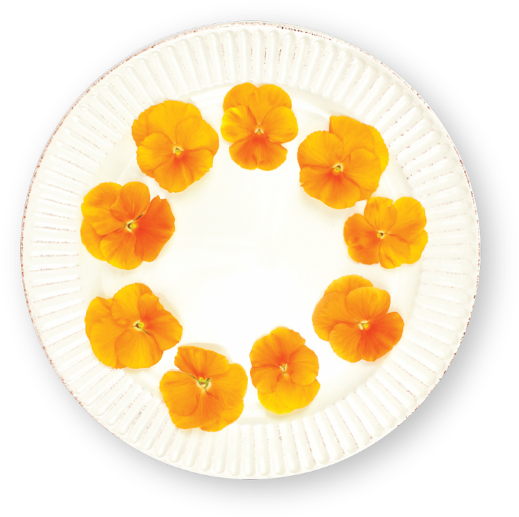 Orange Morning Glory Flowerson Plate PNG
