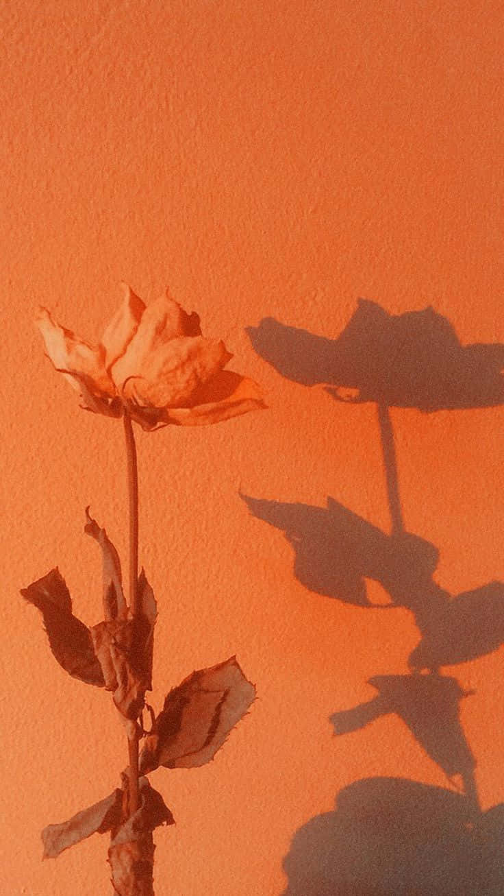 A Rose Is Growing In Front Of An Orange Wall Wallpaper