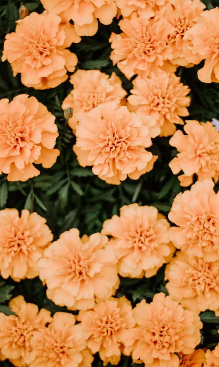 Orange Peach Flowers Wallpaper