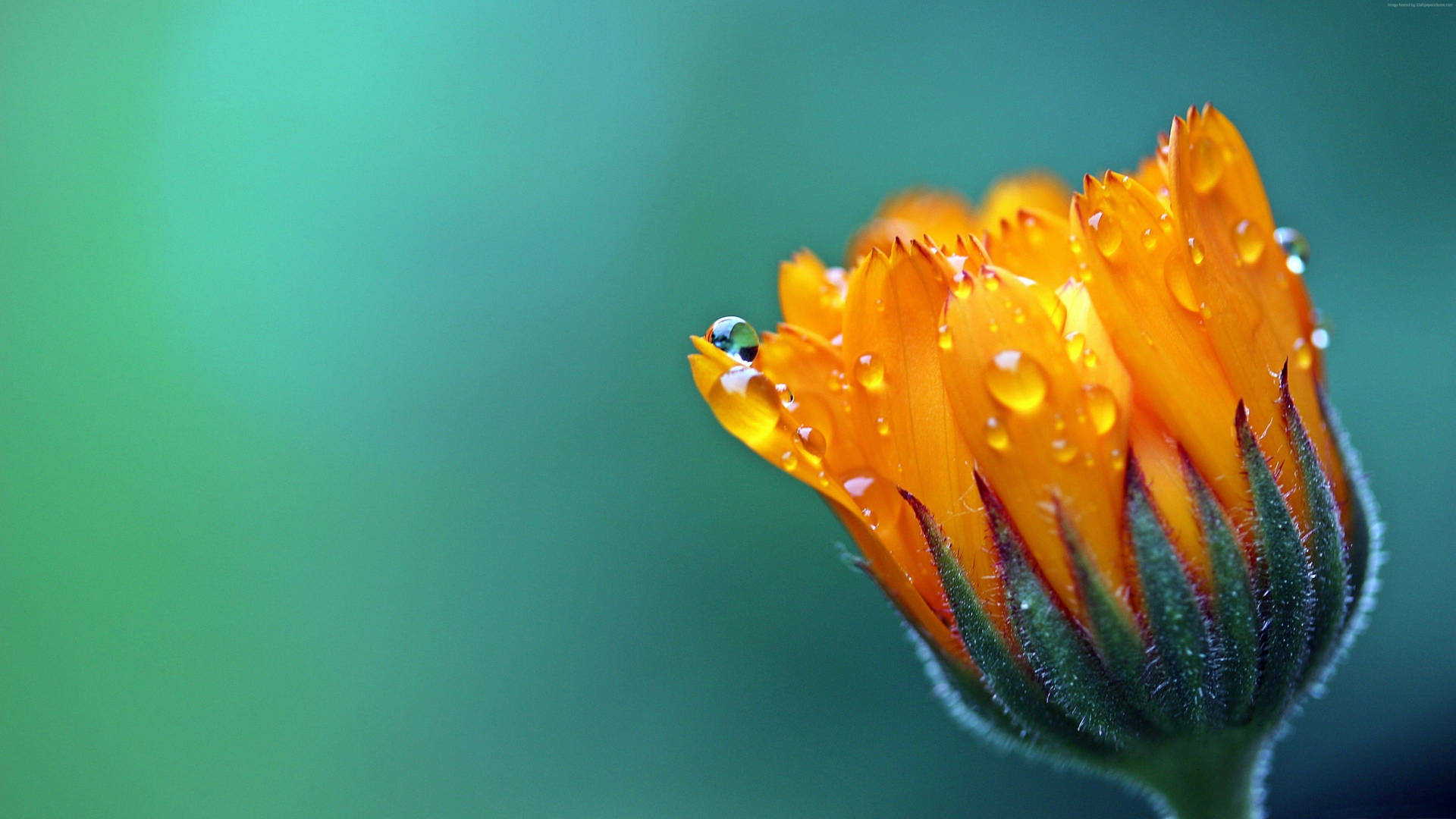 Orange Petal Covered Dew Macro Flower