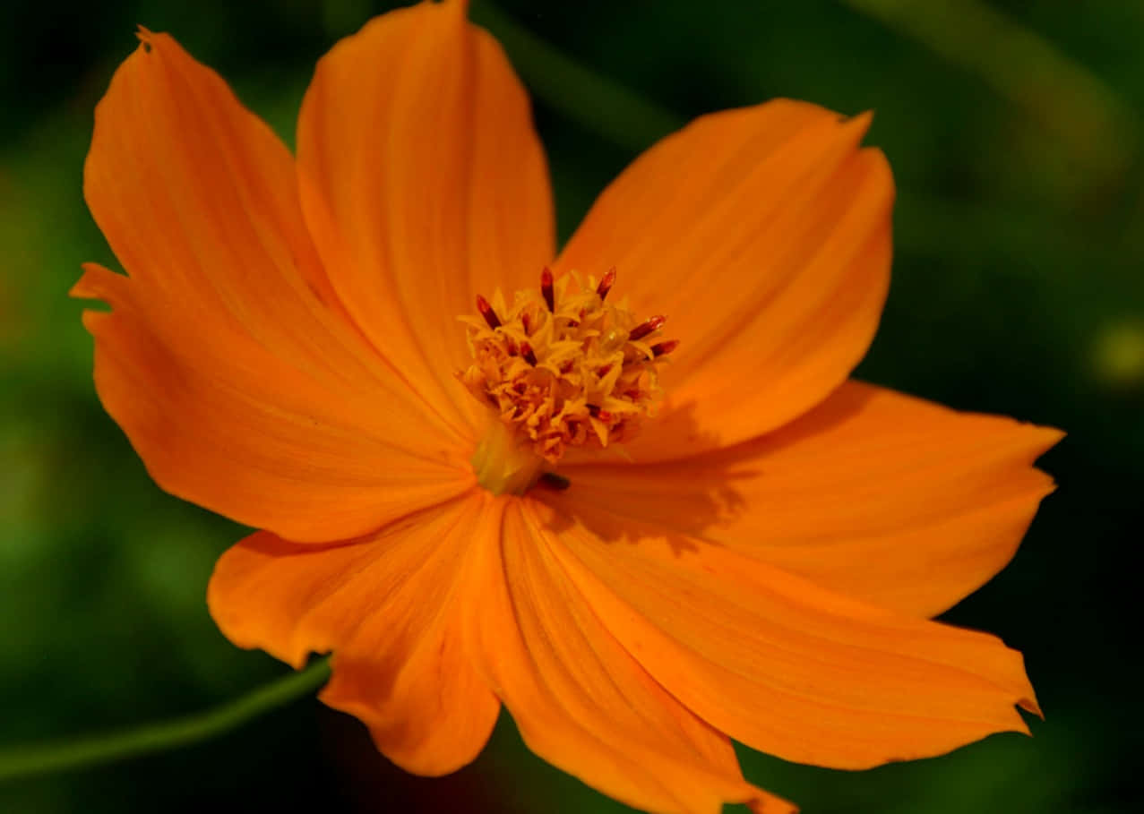 Цветы оранжевого цвета названия и фото. Маточник цветок оранжевый. Лилия мелкоцветковая оранжевая. Оранжевый Стигман.