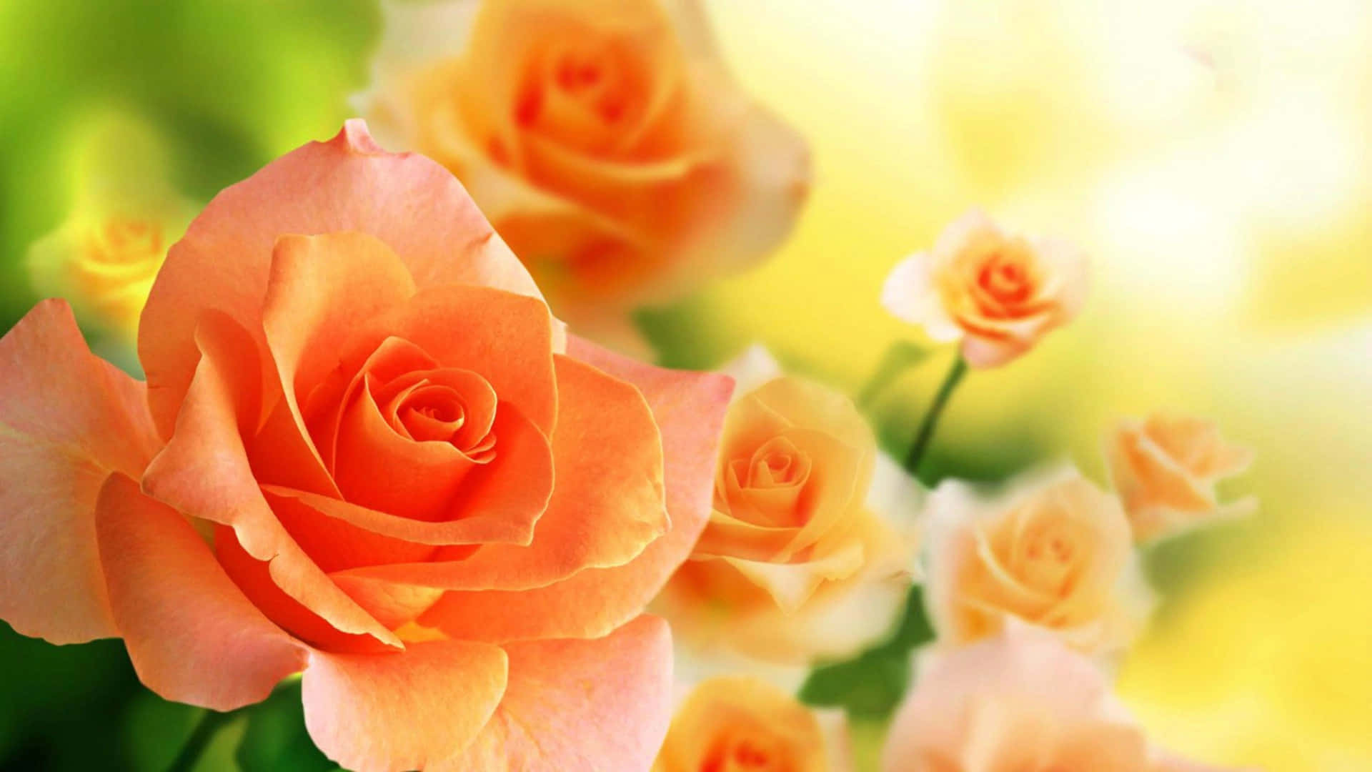 Orange Roses On A Green Background