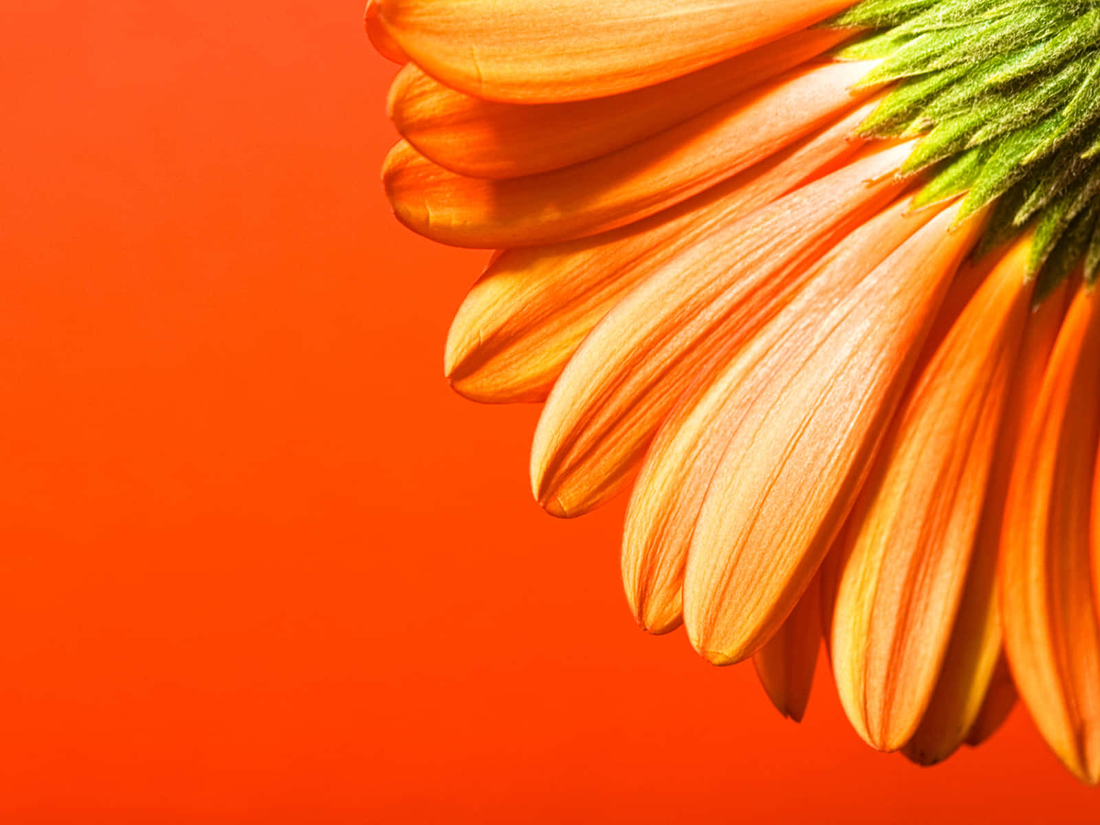 The Bright and Cheerful Hue of Orange