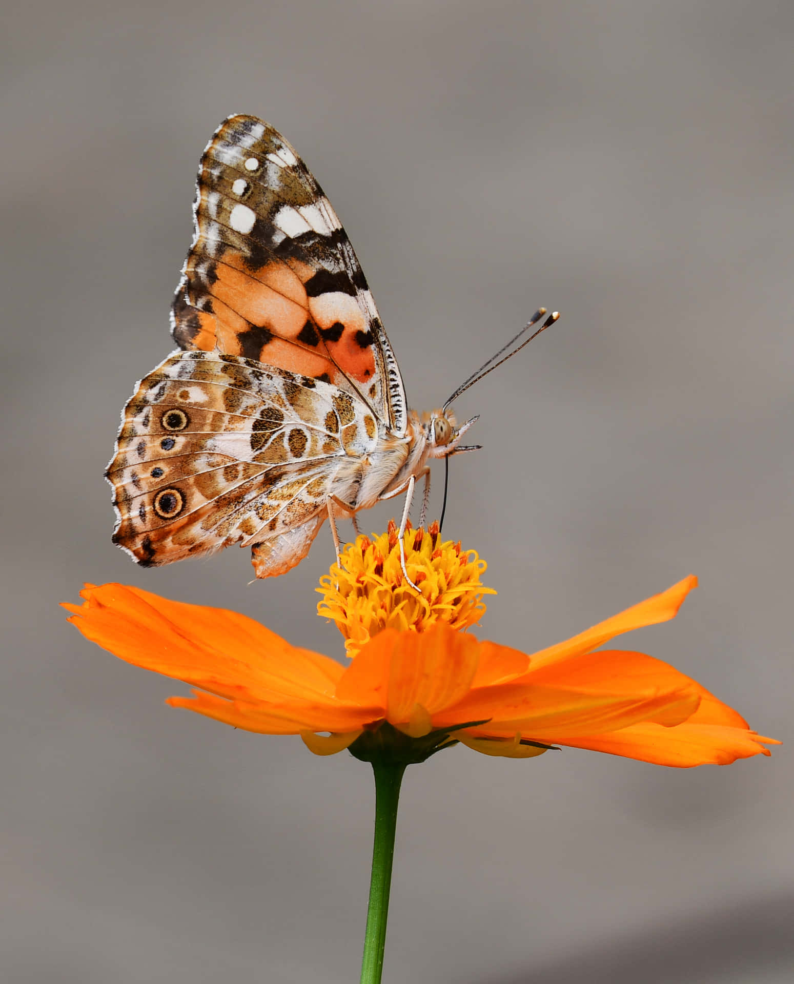 Orange Pollinating Butterfly Insects Wallpaper