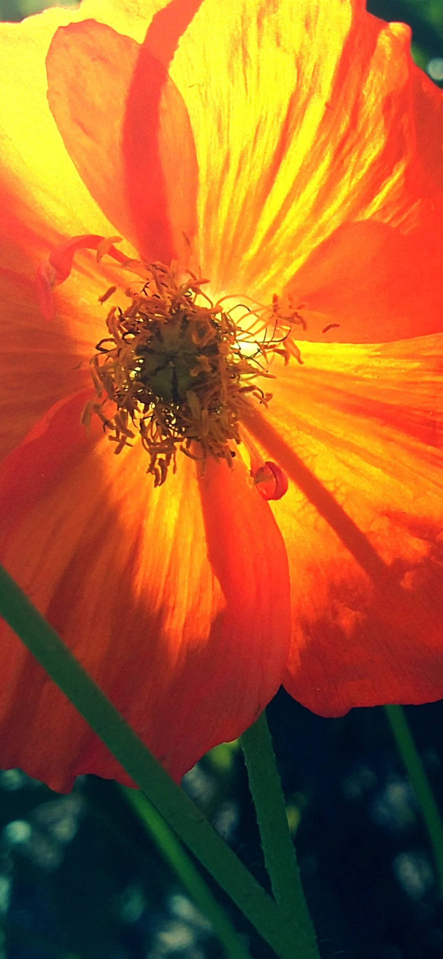 Vibrant Orange Poppy Flower Wallpaper