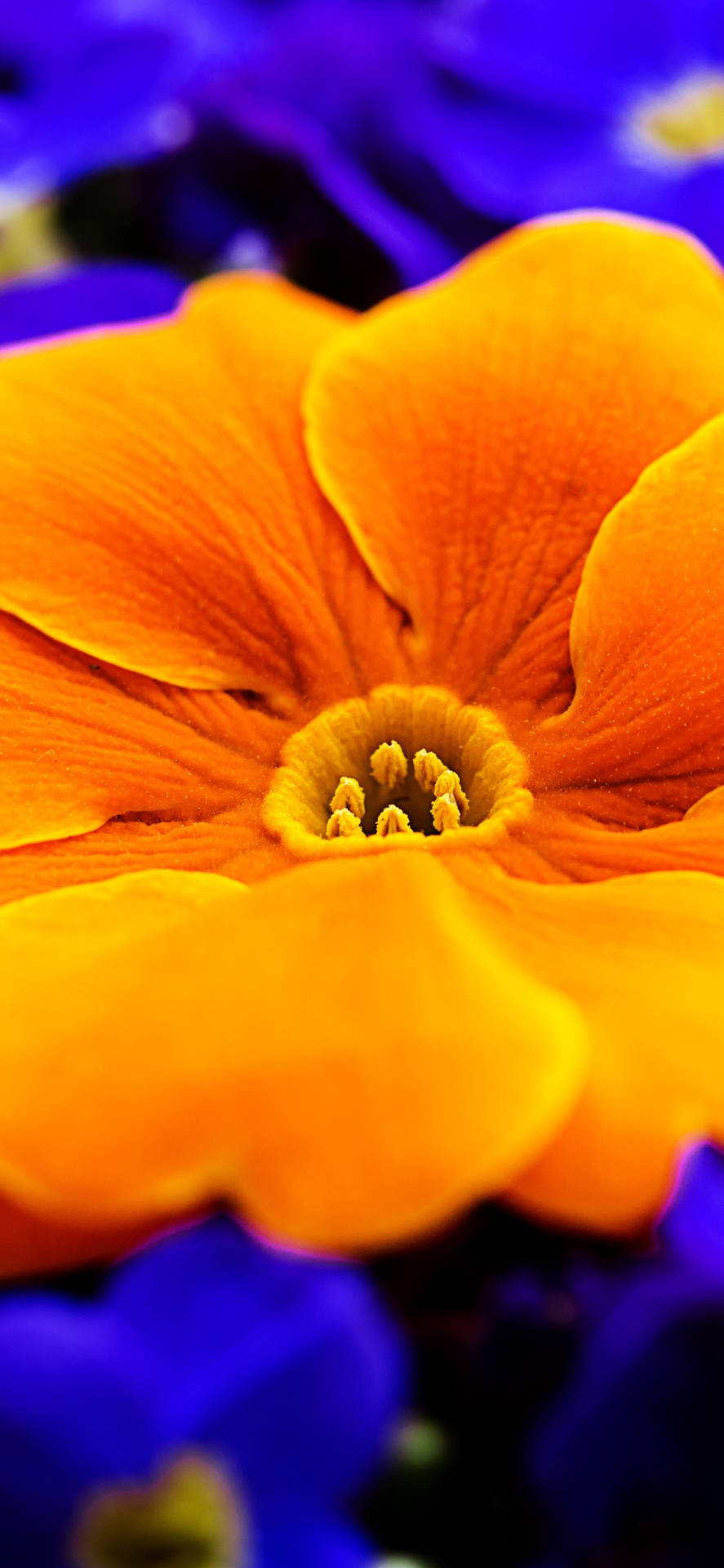 Orange Primrose Blomkant af en Aqua Sea Wallpaper