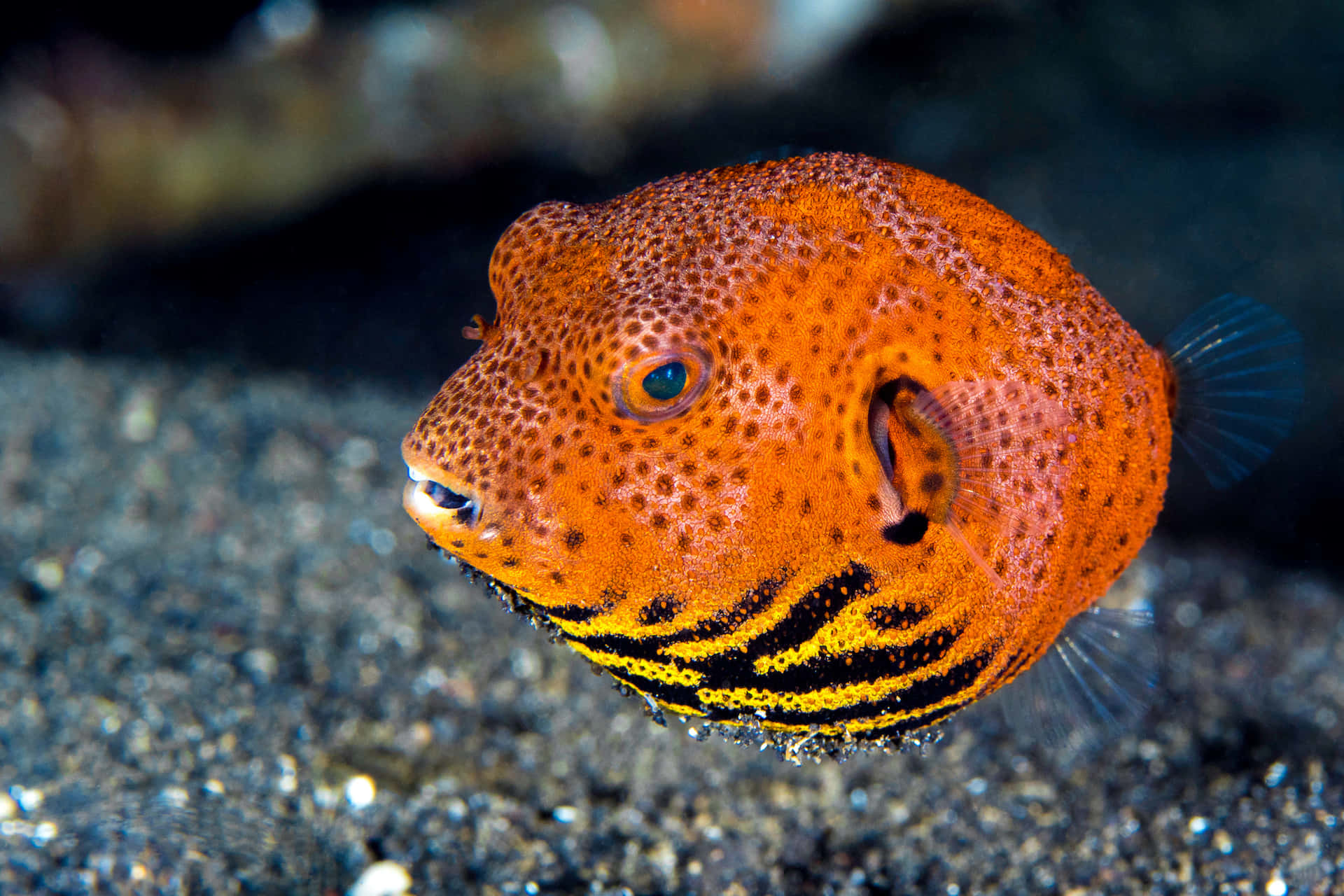 Orange Pufferfish Swimming Wallpaper