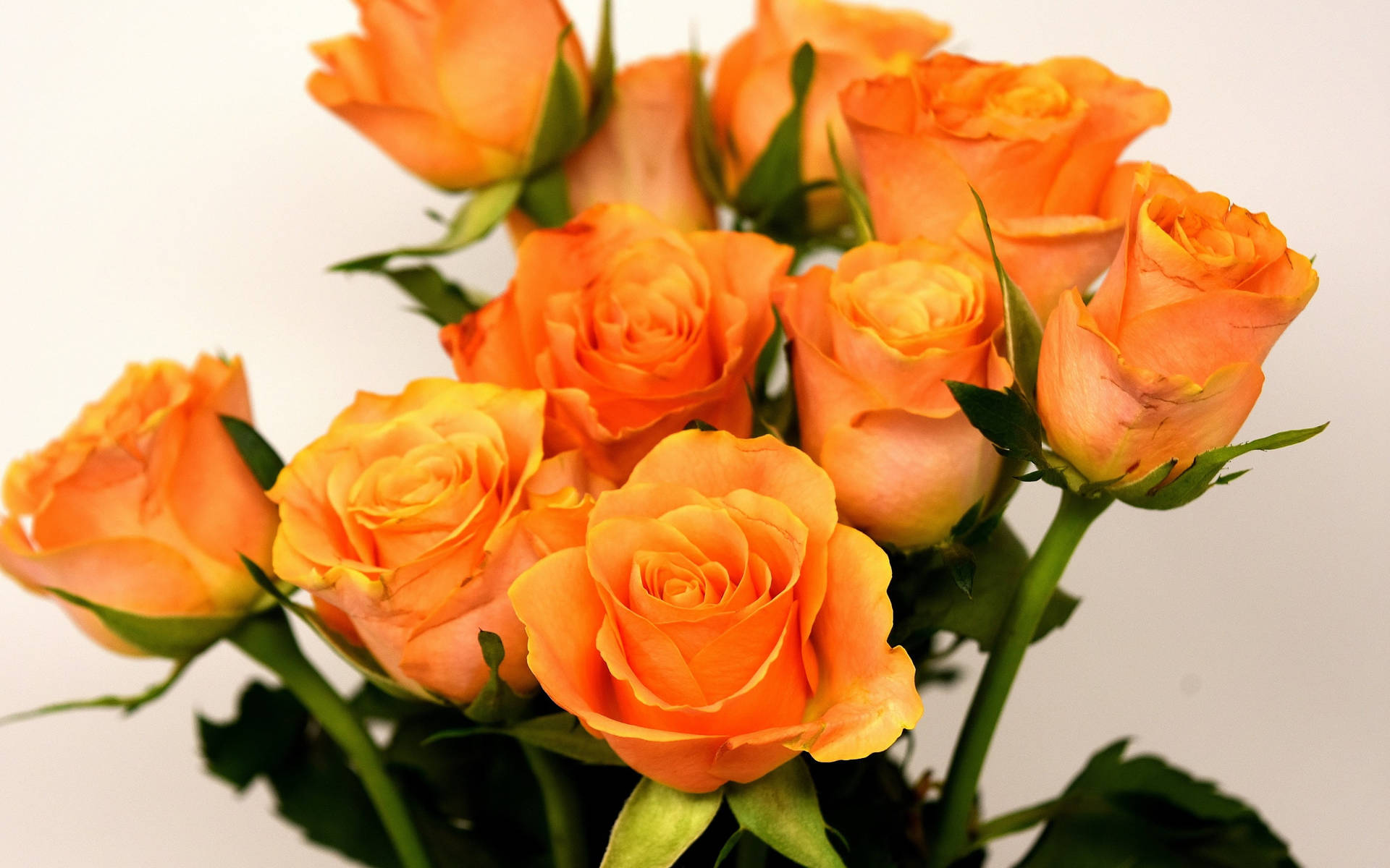 Orange Rose Beautiful Flower Picture