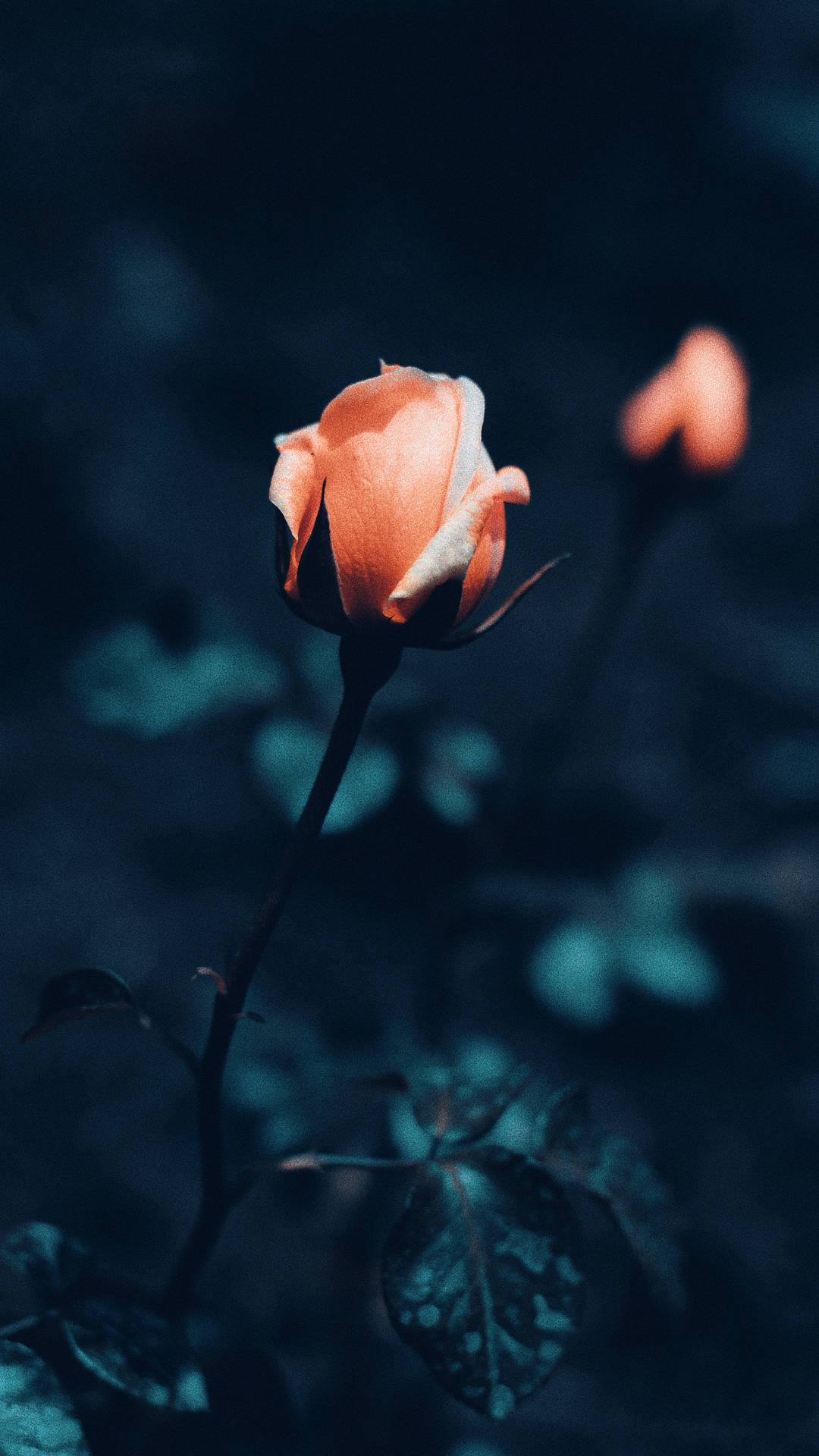 Good morning Flowers Roses 4K APK Download 2023 - Free - 9Apps