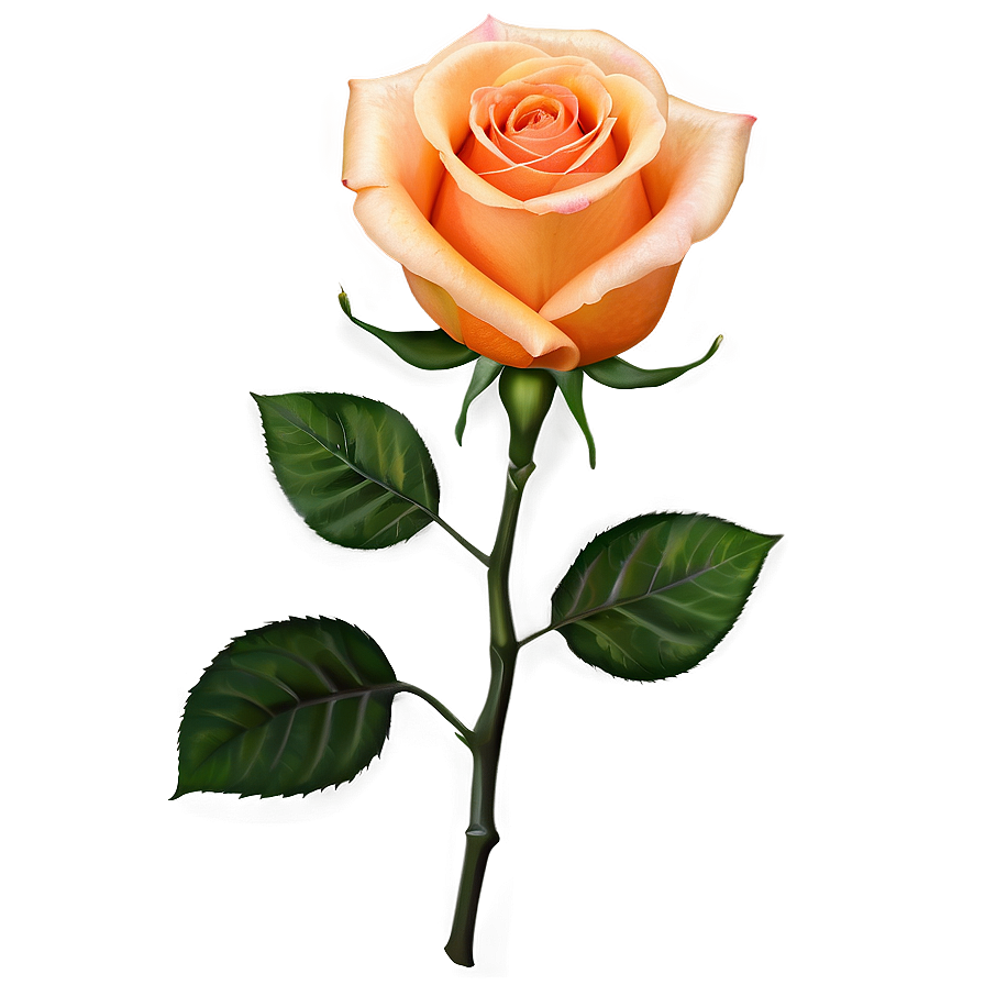 Orange Rose Png 04292024 PNG