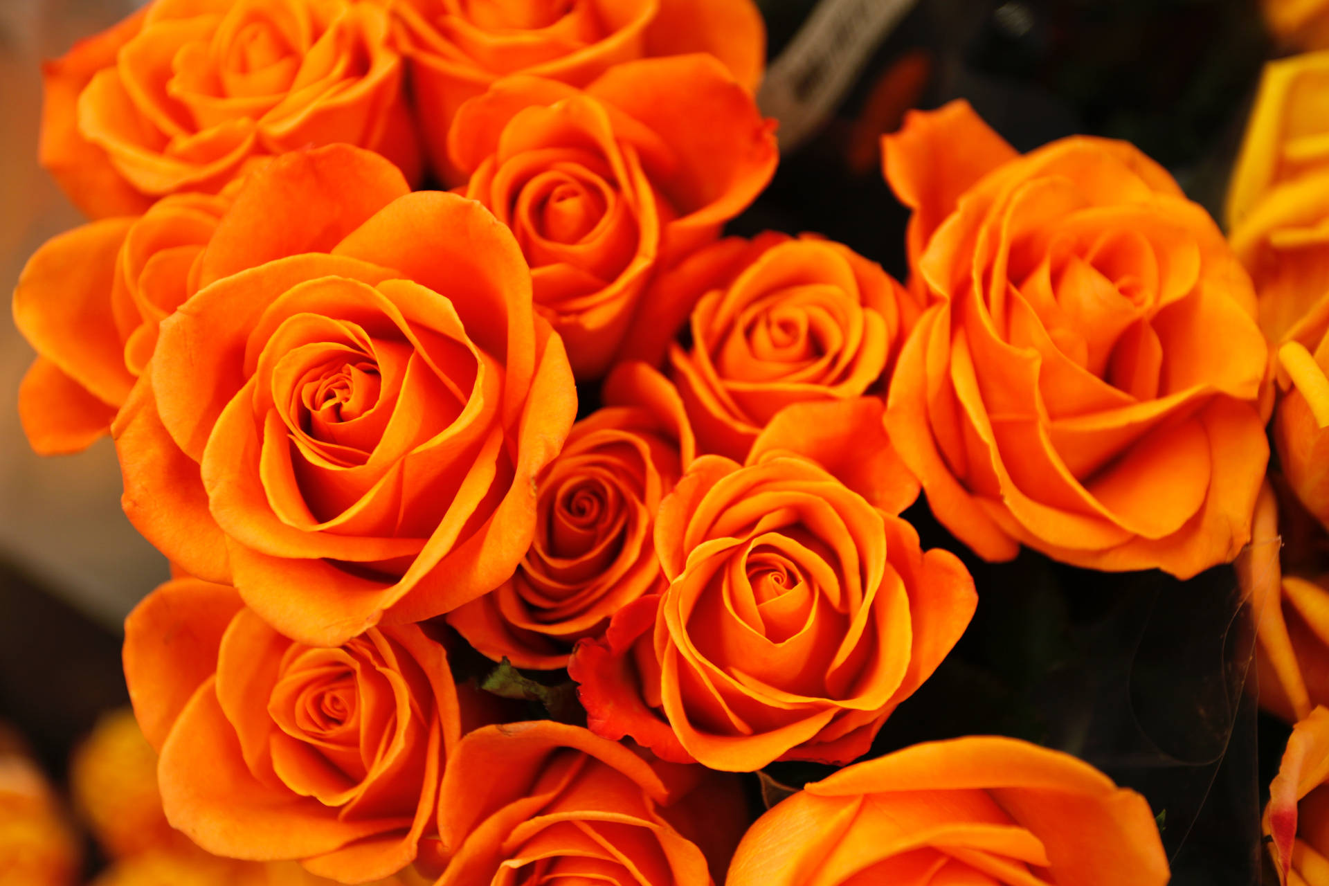 Orange Roser Fuld Skærm 4K Blomster Tapet Wallpaper