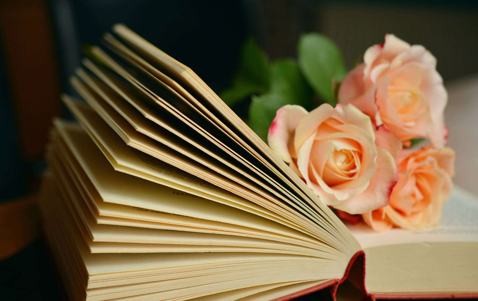Light orange roses on top of a book wallpaper