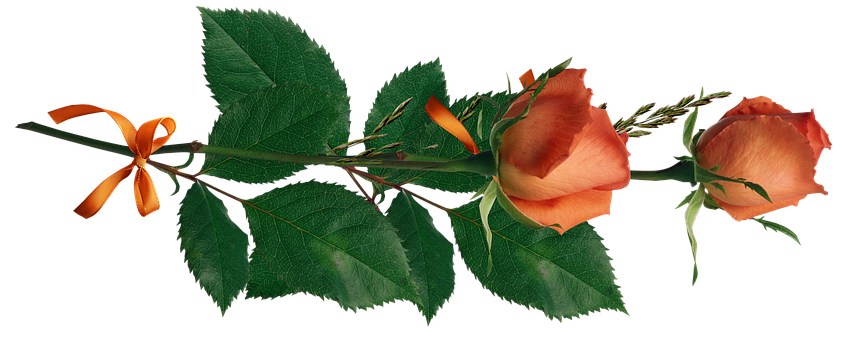 Orange Rosewith Ribbonon Black Background PNG
