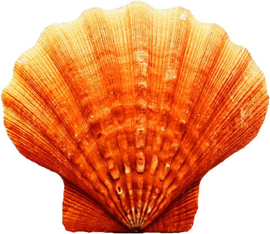 Orange Scallop Seashell.png PNG