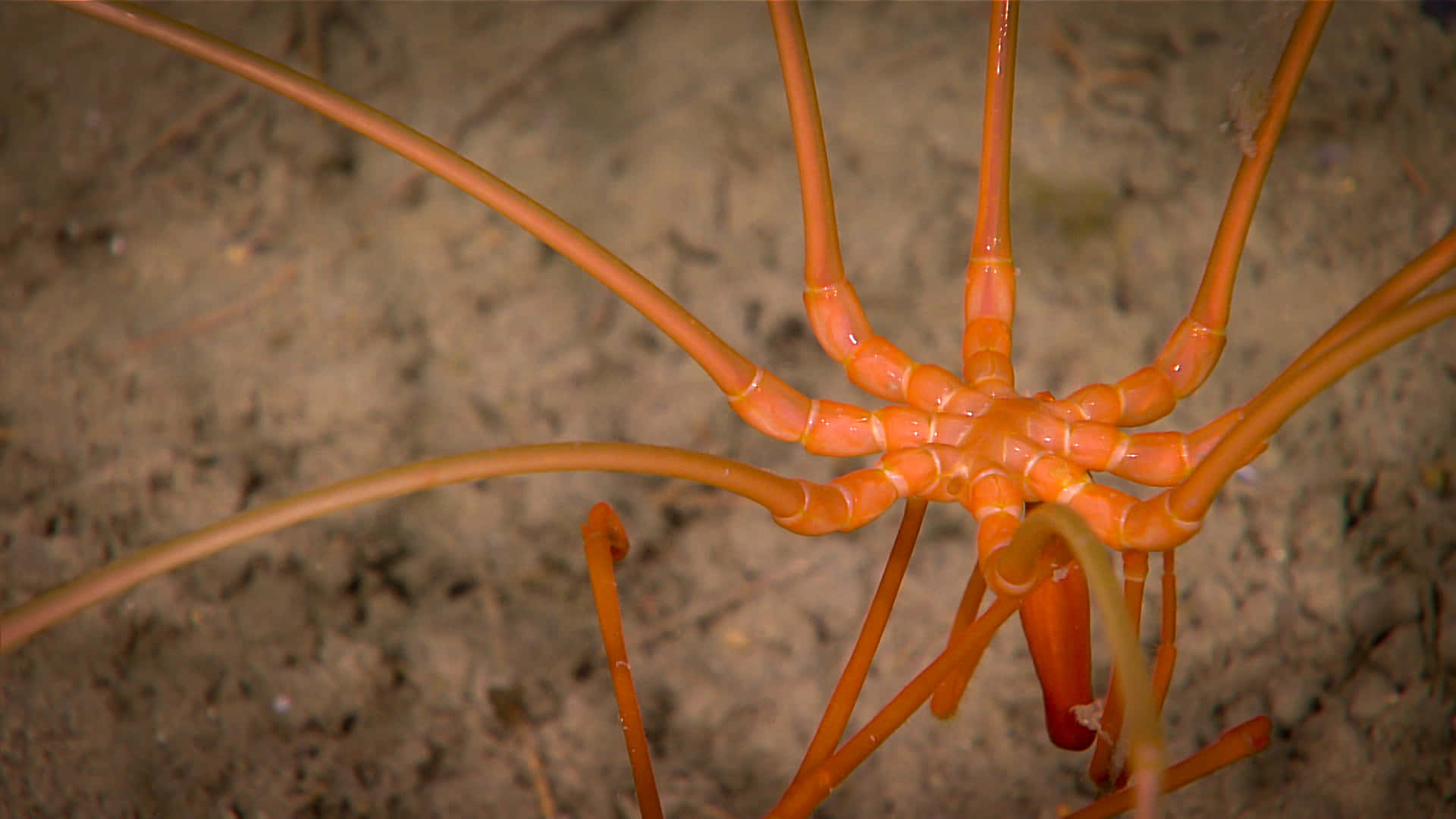 Orange Sea Spider On Sandy Bottom Wallpaper