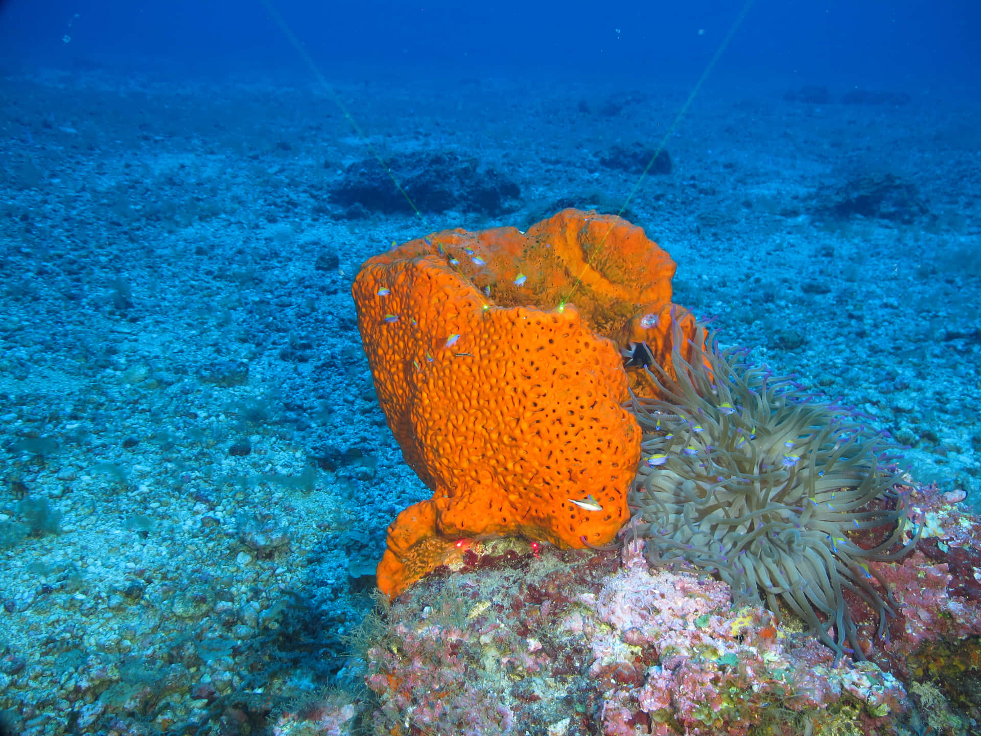 Orange_ Sea_ Sponge_ Underwater Wallpaper