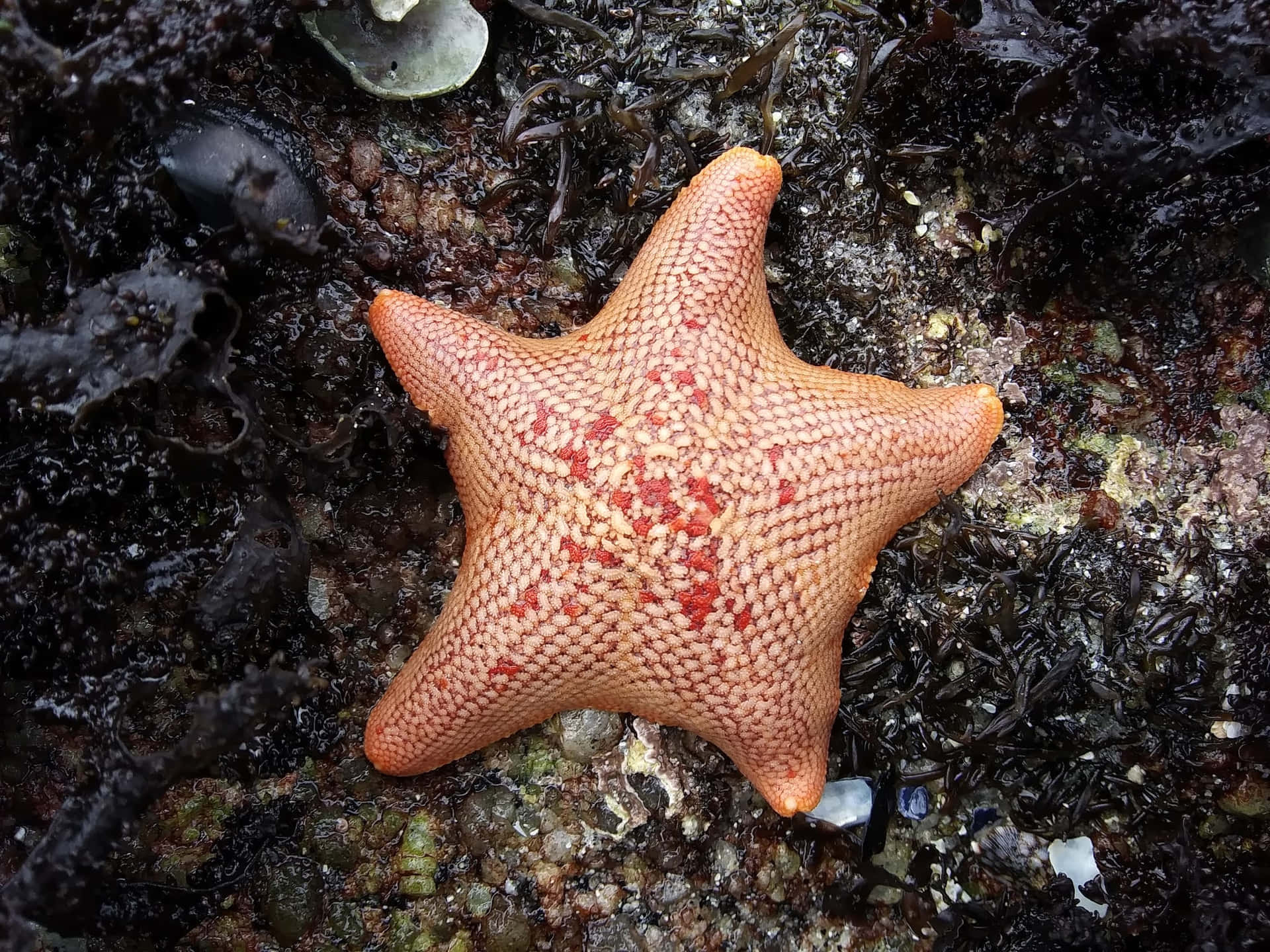 Orange Sea Staron Rocky Shore Wallpaper