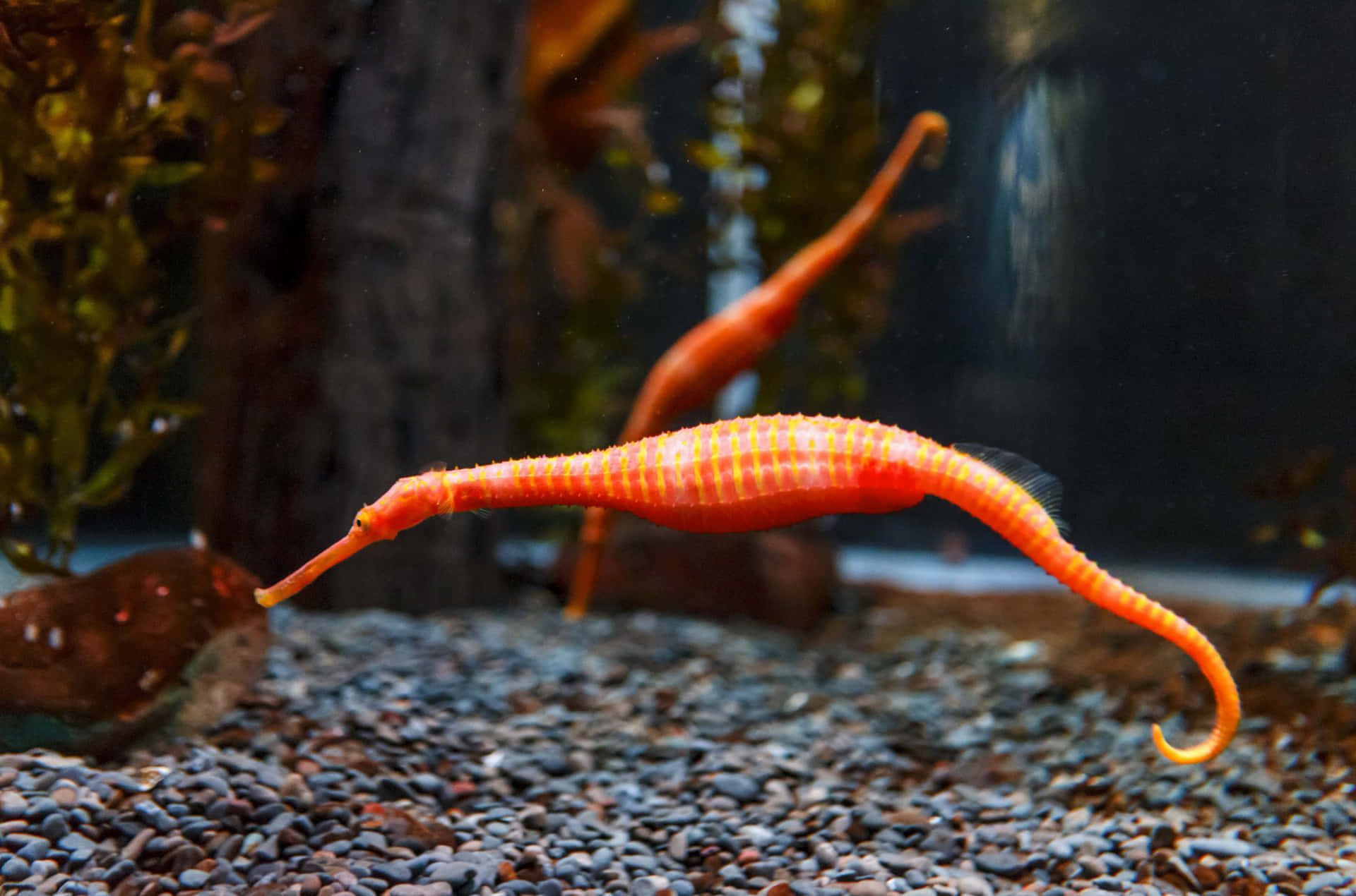 Orange Seahorse Aquarium Display Wallpaper