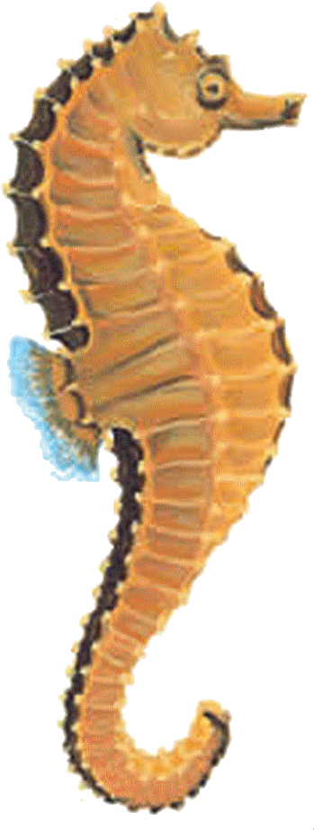 Orange Seahorse Profile PNG