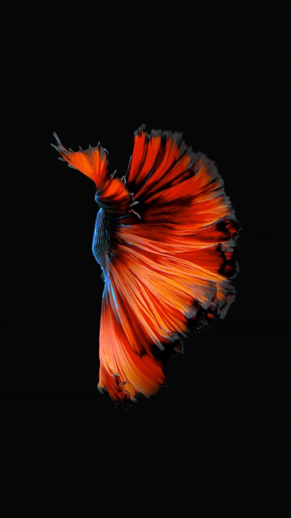 Orangersiamesischer Kampffisch Iphone Hintergrund Wallpaper