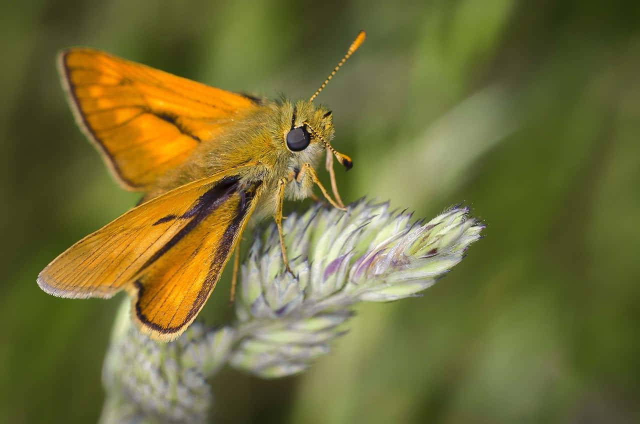 Orange Skipper Butterflyon Grass Wallpaper