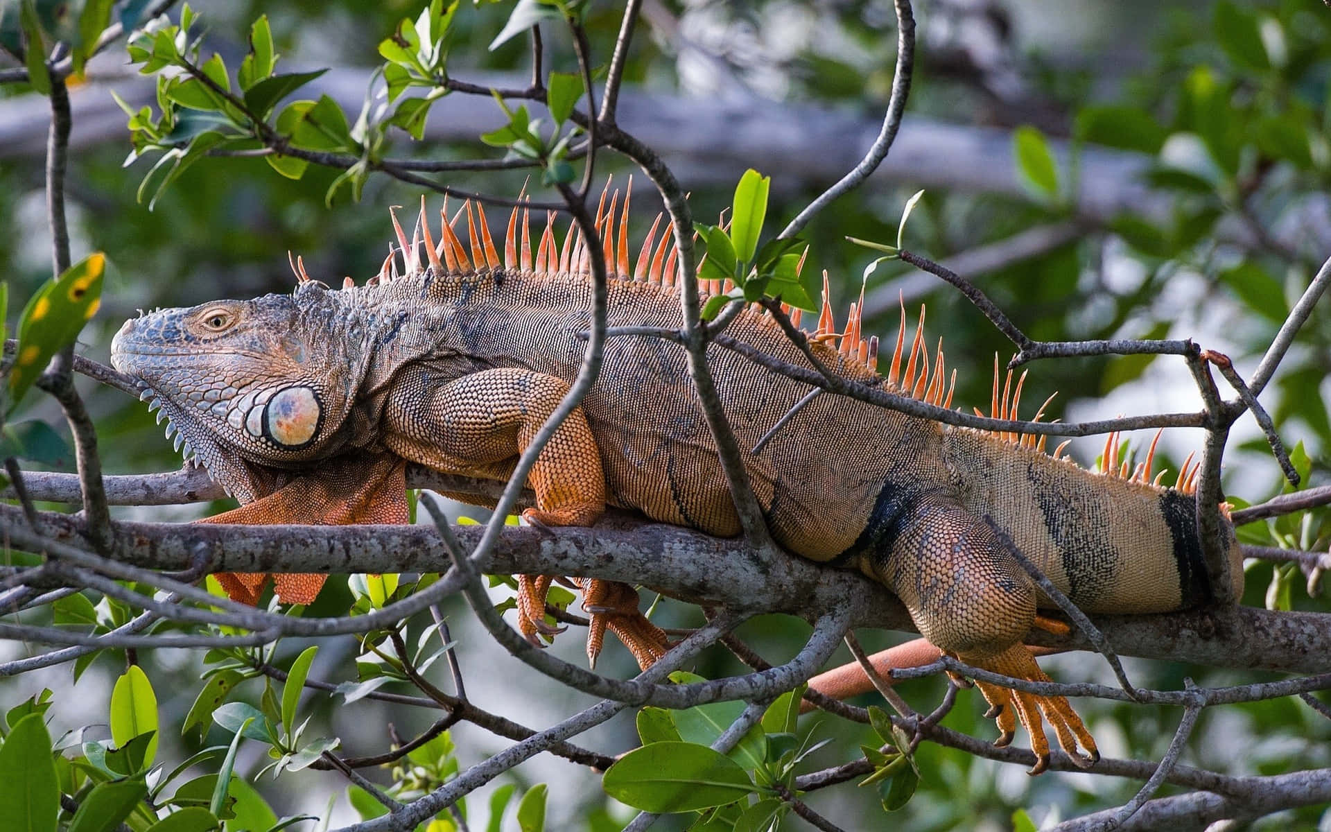 Orange Spiked Iguana Perched In Tree.jpg Wallpaper