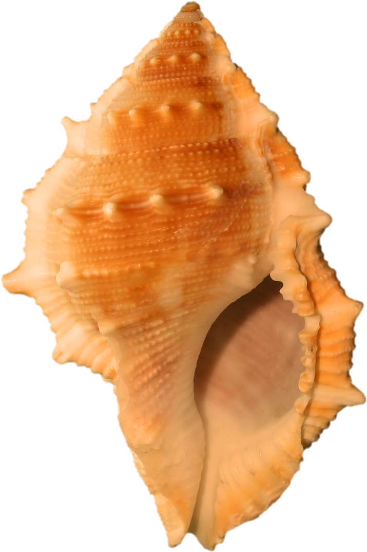 Orange Spiked Seashell.png PNG