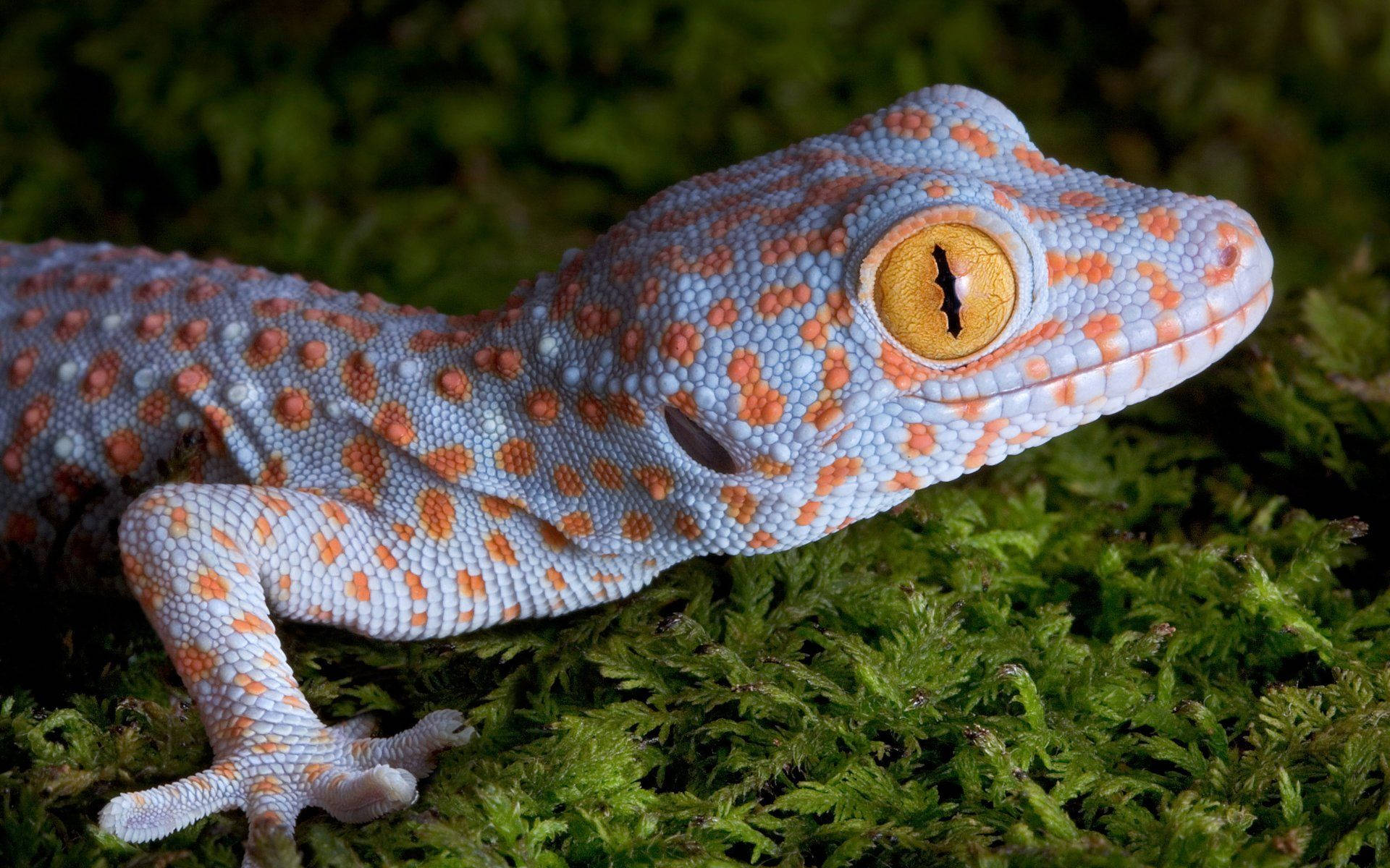 Orange Spotted Blue Gecko Wallpaper