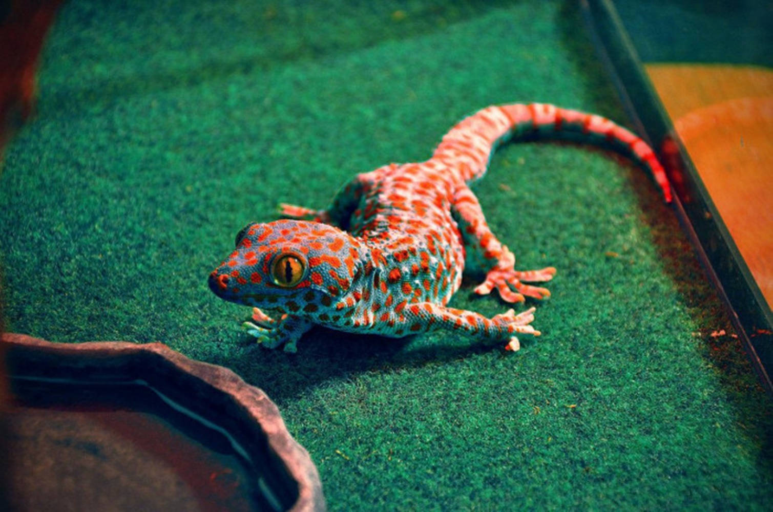 Orange Spotted Gecko Background