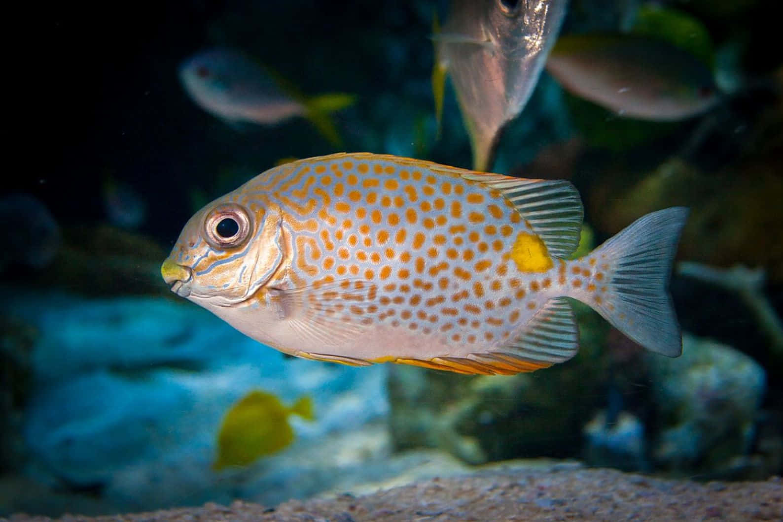 Orange Spotted Rabbitfish Underwater Wallpaper