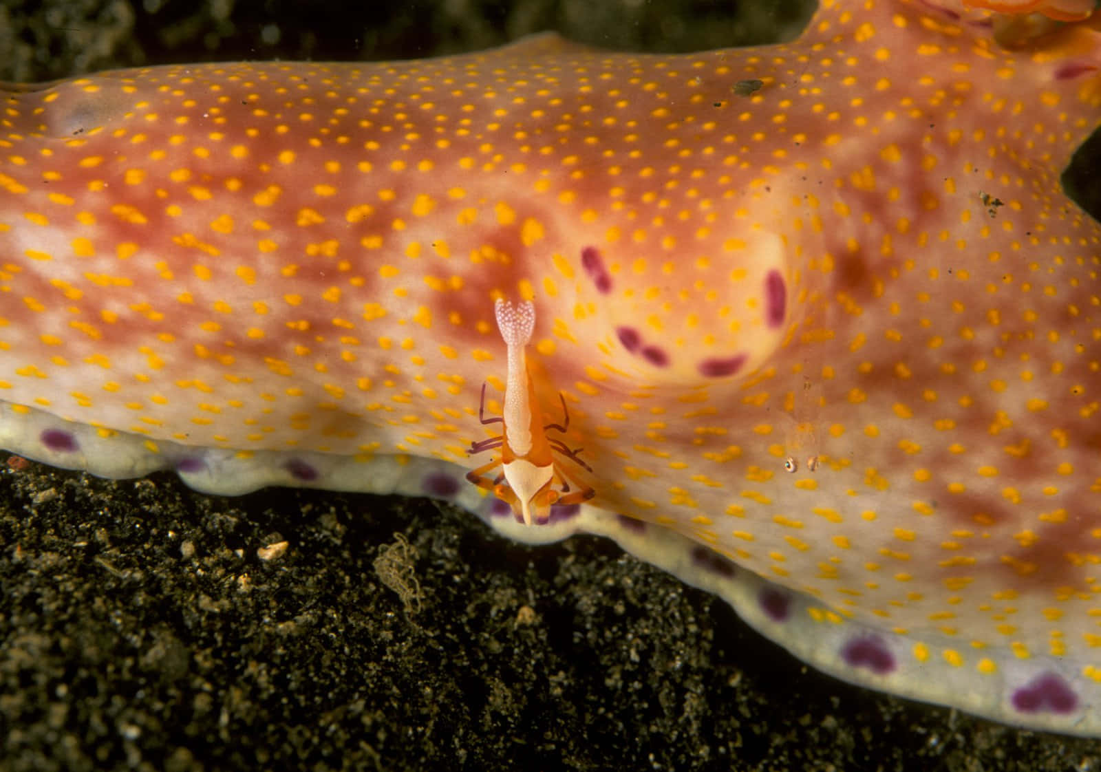 Orange Spotted Sea Slug Wallpaper