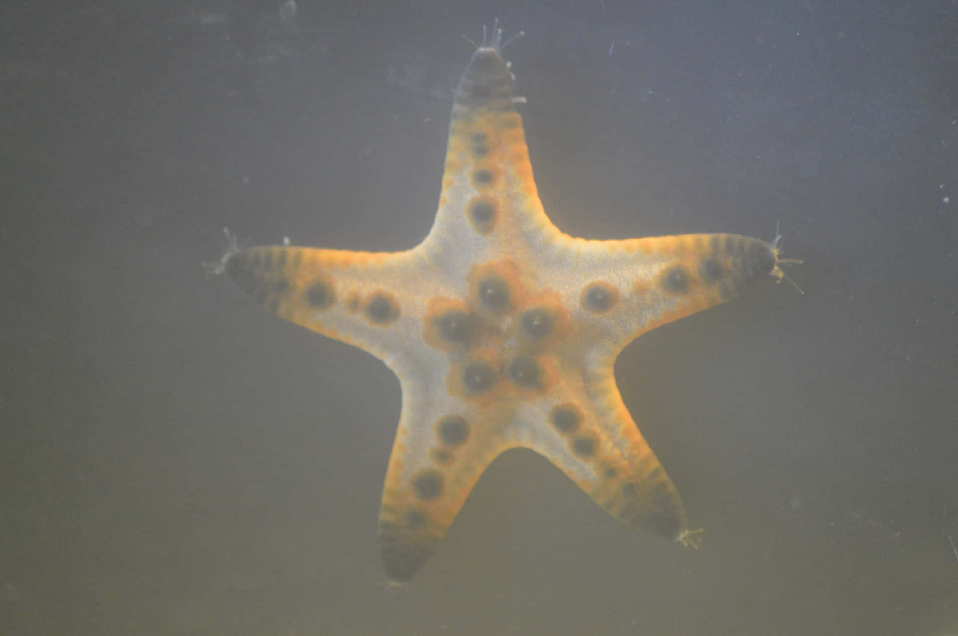 Orange Spotted Starfish Underwater Wallpaper