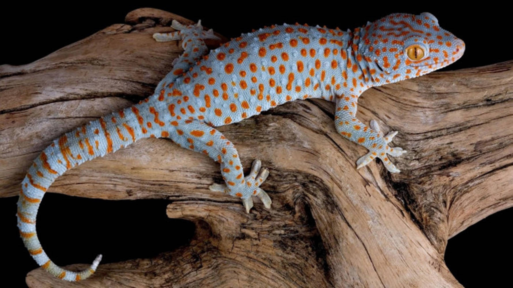 Orange Spotted Tokay Gecko Background